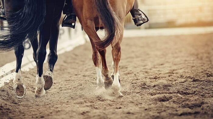 Horse Betting